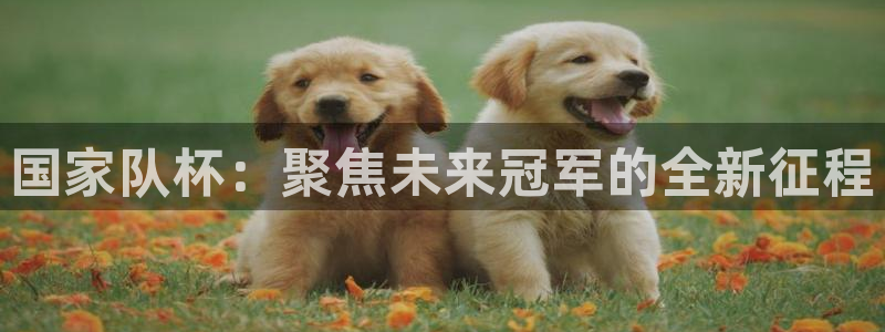 世界杯官网入口：国家队杯：聚焦未来冠军的全新征程